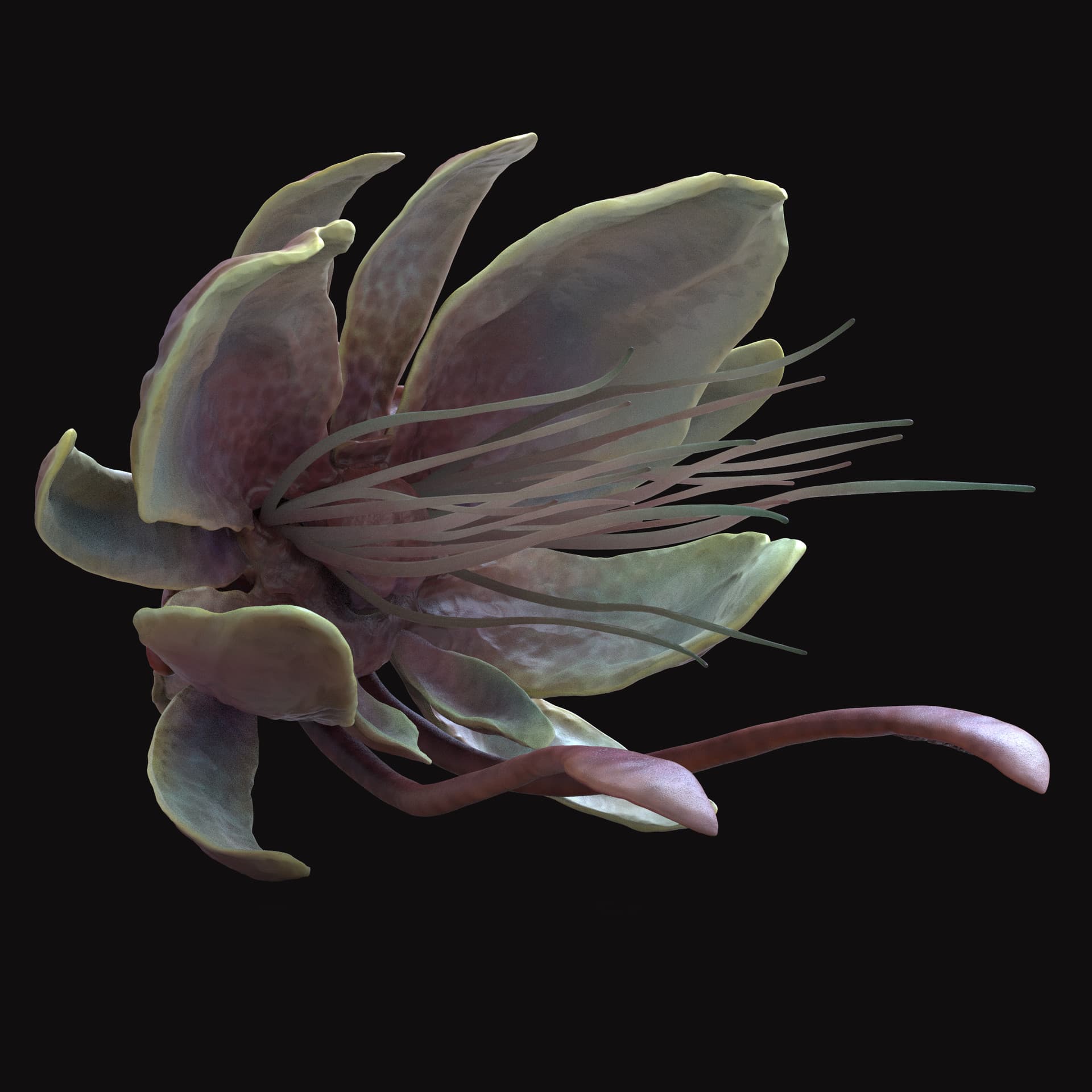 Alien Octopus — Original Work by Mony Cazamea — View 5